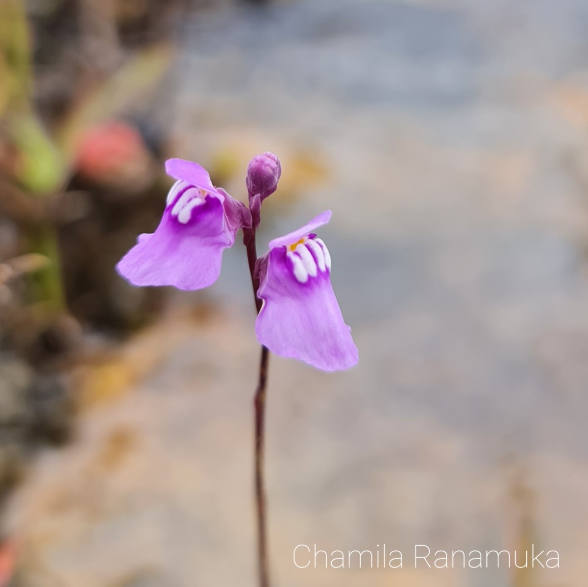 Utricularia new sp. 1